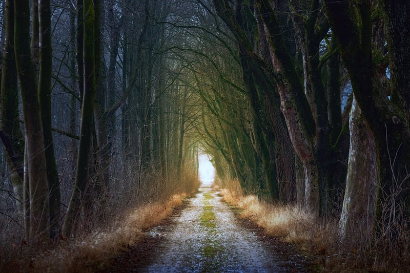 Fairytale Backdrops